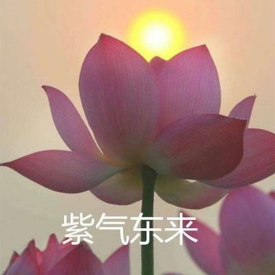 真实的梦游戏下载